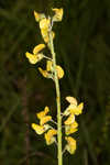 Ethiopian rattlebox